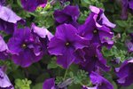IMG_1453a