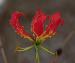 IMG_1455a
