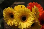 IMG_1461a