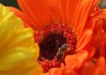 IMG_1464a