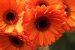 IMG_1470a