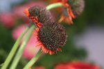 IMG_1472a