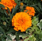 IMG_1490a