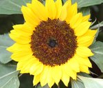 IMG_1502a