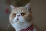 IMG_3518a
