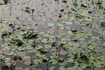 wetland09