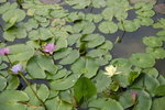 wetland10