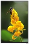 Flower-1