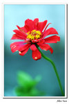 Flower-2