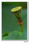 Flower-3