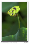 Flower-4