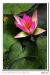 Flower-5