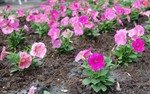 DSC09743a