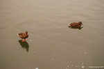 兩隻鴨子不過咫尺之隔，然而一隻站在冰上，一隻卻浮在水裡。