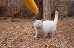 貓貓，你也想吃玉米嗎？
