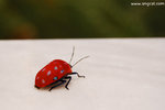 乘Cable Car上素帖山，看到這可愛的小甲蟲。