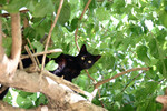 這小黑貓爬到樹上了，多可愛 : )