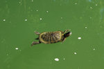 力爭上游的烏龜