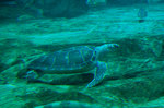 大海龜。
