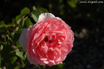 在往Fremantle的路上給我發現了這可愛的Rose Garden