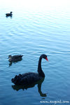 Lake Monger的黑天鵝太可愛了