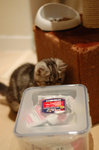 Miu Miu: 可以給我打開這盒貓餅餅嗎？