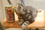 Miu Miu與可樂。