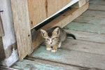 在士多裡看到一隻很小很小的貓BB，真令我喜出望外: )