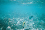 看來我真的不懂用水底相機，看我拍的這張照片……完全反映不到軍艦島水底的美麗世界…… : (