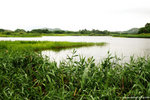 P5055587-wetland-aa