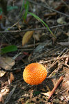 橙色的小菇 (你猜它有毒嗎？)
