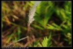 DSC_4371