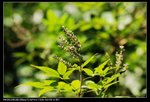 DSC_4401