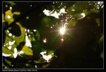DSC_4462