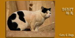 埃及貓篇之二