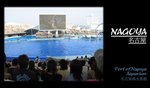 水族館內的海豚表演