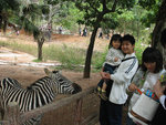 斑馬
 - 深圳野生動物園
23/02/2007