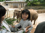 大笨象
 - 深圳野生動物園
23/02/2007