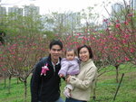 賞桃花
 - 青衣市鎮公園
13/02/2005