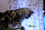 IMG_6226_20070721