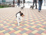 4.9.O7@狗公園
Plum: bye mates!