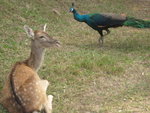 IMG_0664