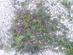 DSC00300