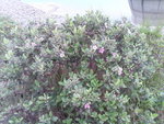 DSC00303