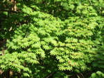 DSCF0873