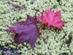 DSCF0967