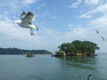 DSCF1206 松島-海鷗