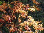 DSCF3845