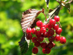 DSCF4085