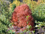 DSCF4103